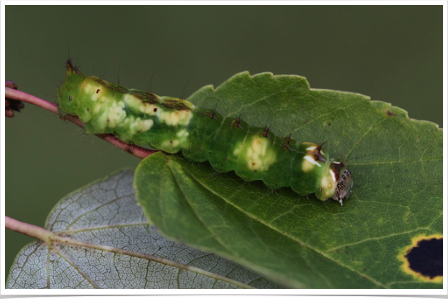 Acronicta clarescens
Clear Dagger (parasitized)
Lawrence County, Alabama